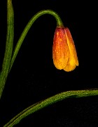Frittilaria pudica 15-7858